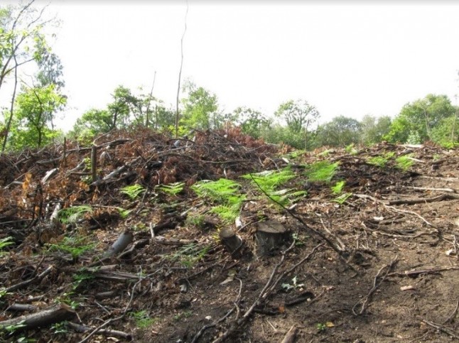 Asturias. No se puede permitir mas talas de miles de castaños en Caso