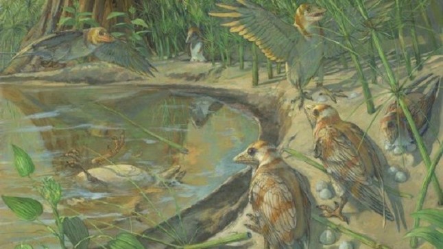 Primer ave fósil con un huevo preservado en su cuerpo