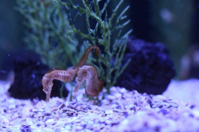 El acuario Poema del Mar (Gran Canaria) amplía su grupo de 60 caballitos de mar con el nacimiento de nuevas crías