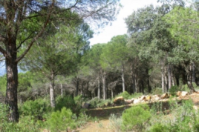 El Plan de pensiones Triodos genera más de 9.000 euros en donaciones para la recuperación de bosques autóctonos