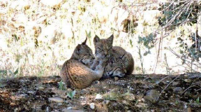 Un total de 70 crías de lince ibérico han nacido en estado salvaje en Castilla-La Mancha desde 2016