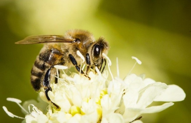 EQUO reclama a Medio Ambiente que apoye las restricciones a los pesticidas que dañan a las abejas propuestas por Europa