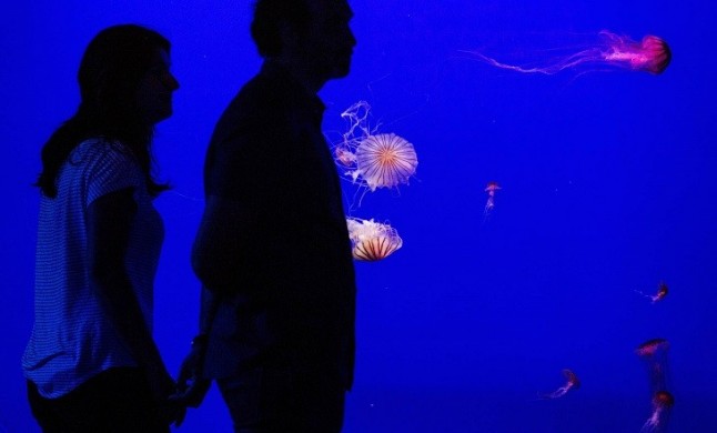 Estreno por partida doble en el acuario de Sevilla con dos nuevas áreas inspiradas en la gesta de Magallanes y una muestra de medusas