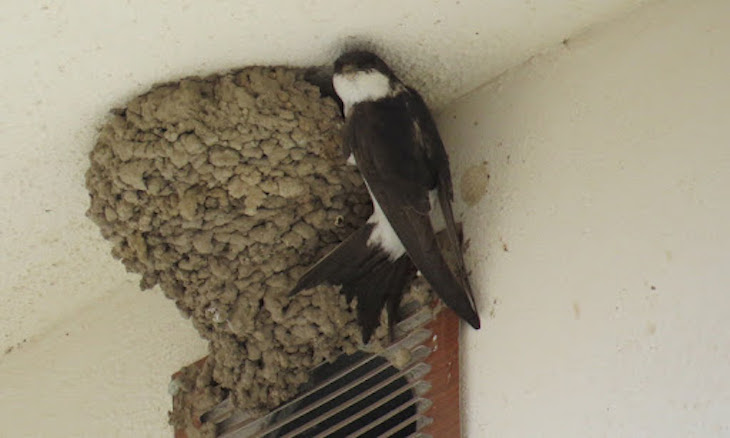 Las aves urbanas de Cáceres pueden respirar tranquilas
