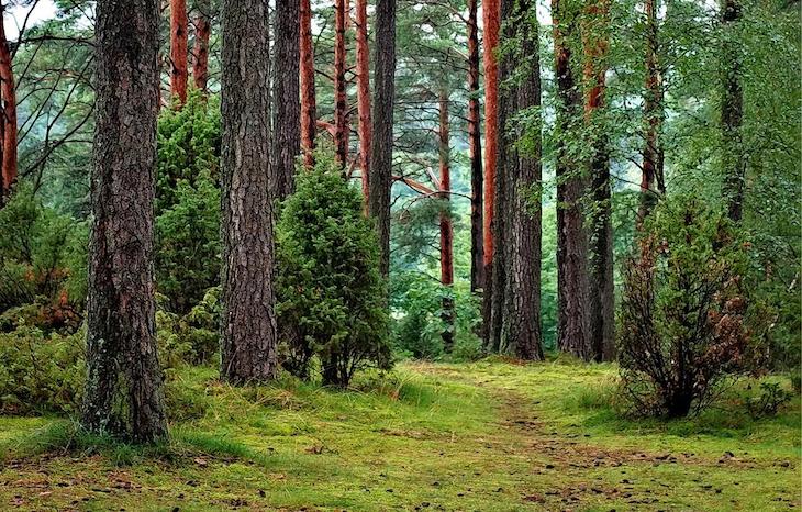 Más de 50 investigadores logran tras 10 años de trabajo un método para monitorizar los bosques más olvidados del trópico