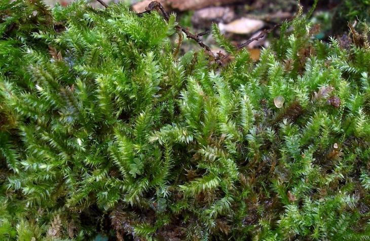 Prácticamente el 20% de las plantas briófitas de Baleares se encuentran en vía de extinción