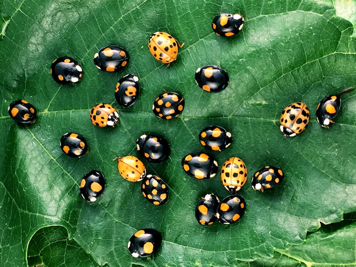 Las ‘mariquitas’ y sus colores
