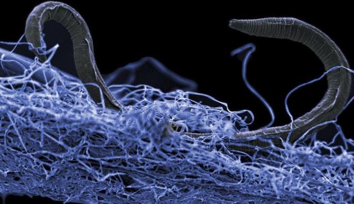 Microbios del subsuelo producen energía sin respiración