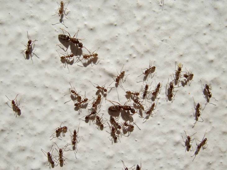 El ‘terror’ de los anfibios de Doñana son las hormigas argentinas