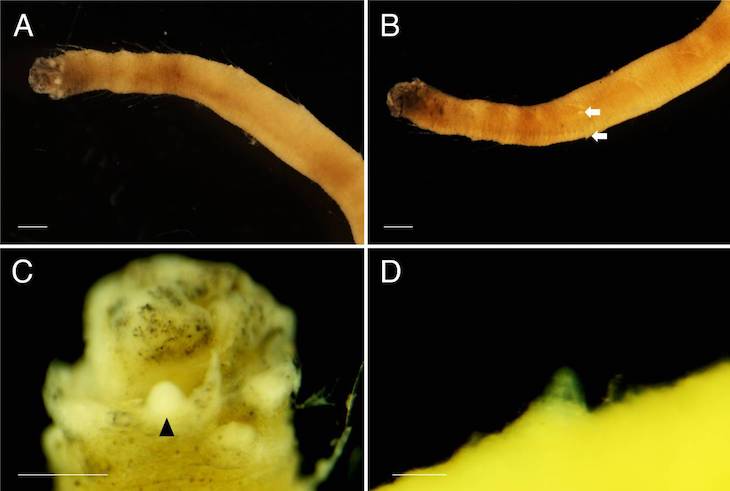 Descubren una nueva especie de gusano marino en el océano Antártico