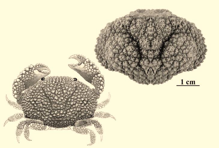 Reconstruyen un arrecife fósil de hace unos 38 millones de años en el Pirineo aragonés