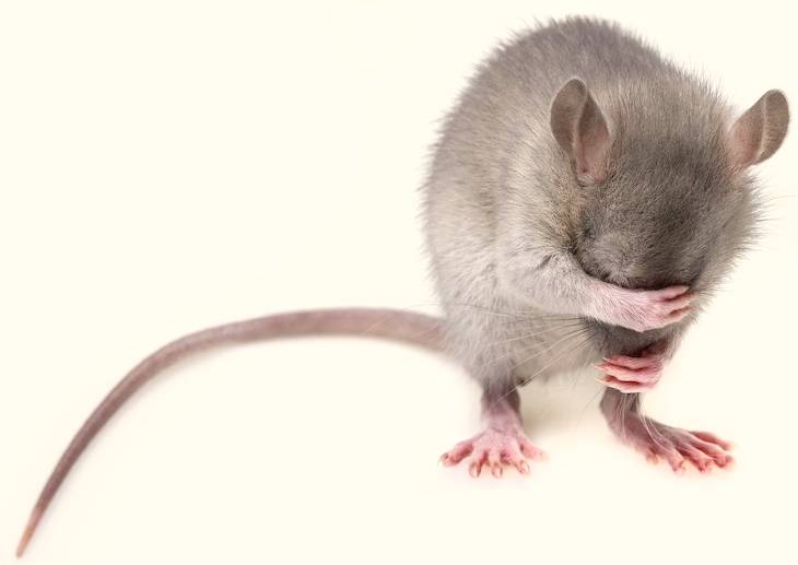 Algunos animales pueden identificar el ritmo musical