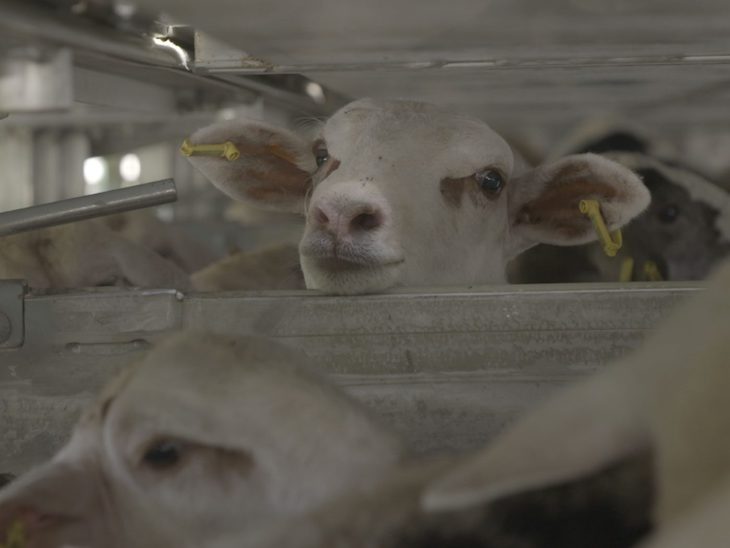 El viaje de los ‘horrores’ de 100.000 corderos a Arabia Saudí