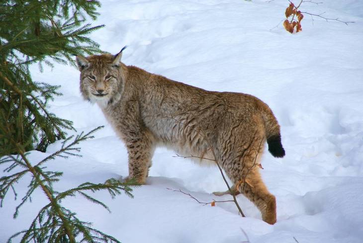 El culpable del declive del lince boreal desde la última glaciación es del ser humano