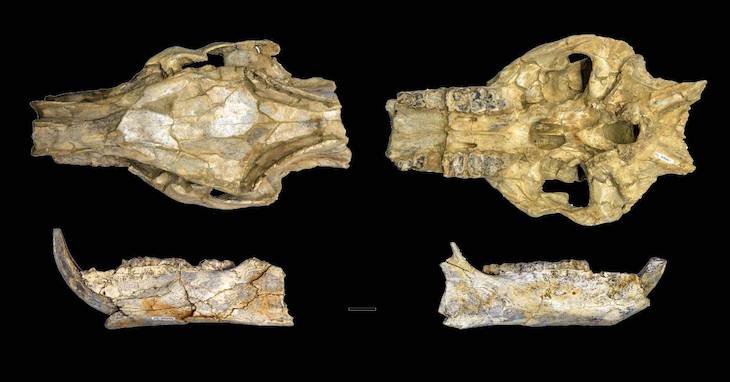 Resuelto el misterio de los cerdos desaparecidos
