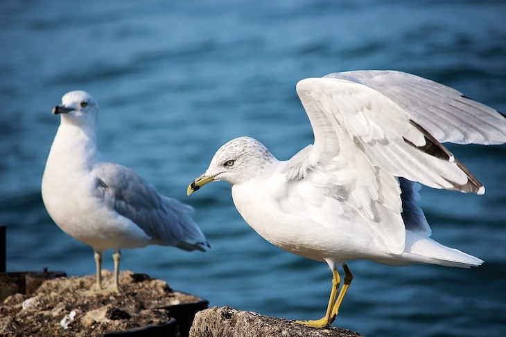 Las gaviotas prefieren la comida que ven a los humanos manipular