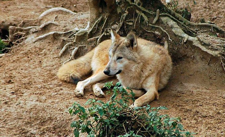 Lobo del Himalaya ‘campeón’ de la naturaleza