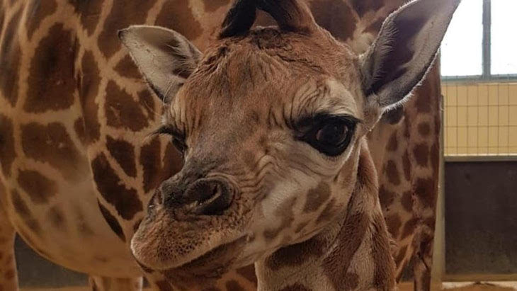 El zoo de Barcelona ‘vuelve a las andadas’