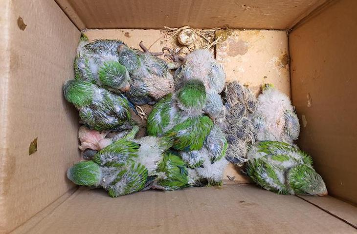 La poda de árboles en las ciudades no tiene en cuenta si hay nidos de aves o polluelos