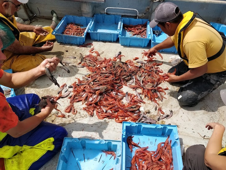 Los microplásticos presentes en las gambas no afectan a su salud y ni a las cualidades para el consumo