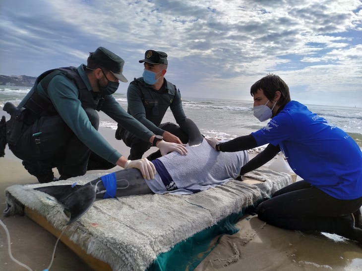 El delfín muerto en Cullera sufría una lesión neurológica