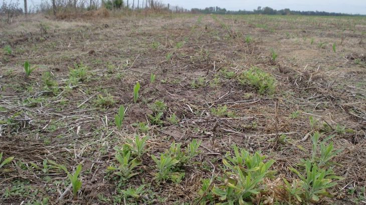 Las granjas y pequeños negocios dedicados a actividades agrícolas y forestales sostenibles podrían beneficiarse del Fondo de Transición Justa
