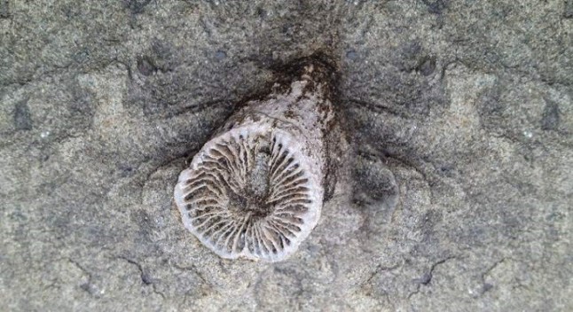 Los seres marinos sucumbieron asfixiados a la Gran Muerte del Pérmico