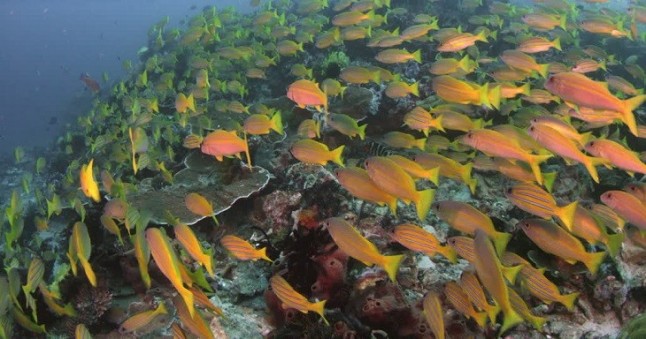 Dinosaurios 0 – Peces 10