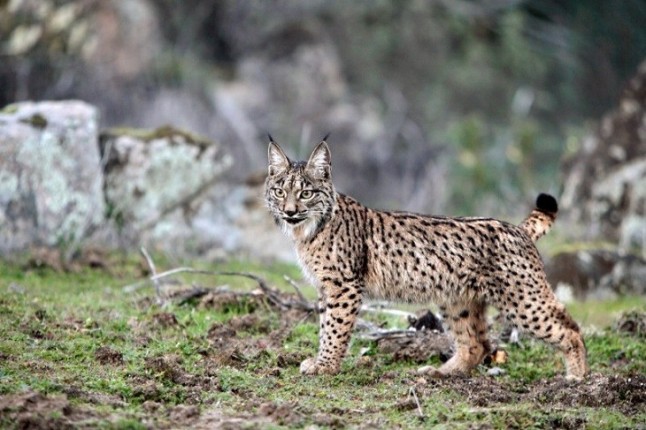 Primera suelta de lince ibérico en el Parque Nacional de Cabañeros
