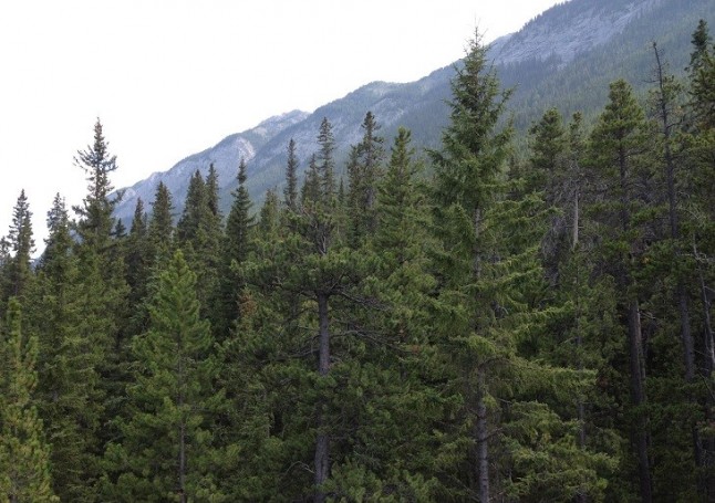 El árbol aliso rojo favorece el ecosistema porque come rocas