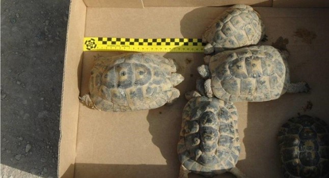 Nueve investigados en Alicante por comercio ilegal de especies protegidas en internet