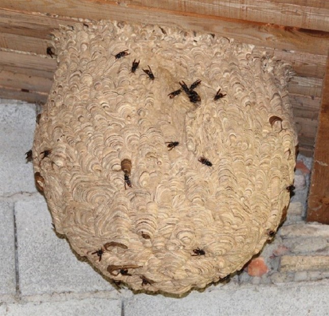 Torrelavega acoge una jornada sobre el avispón asiático