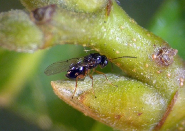 La avispilla del castaño es una auténtica pesadilla