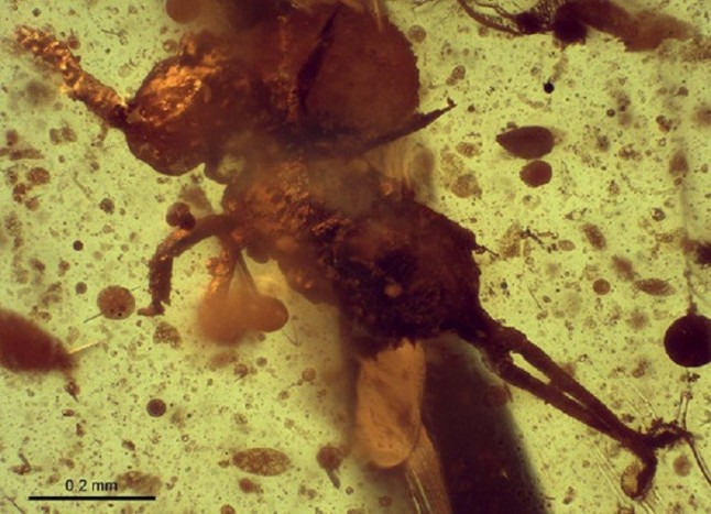 El cortejo sexual de los colémbolos ya existía hace 105 millones de años