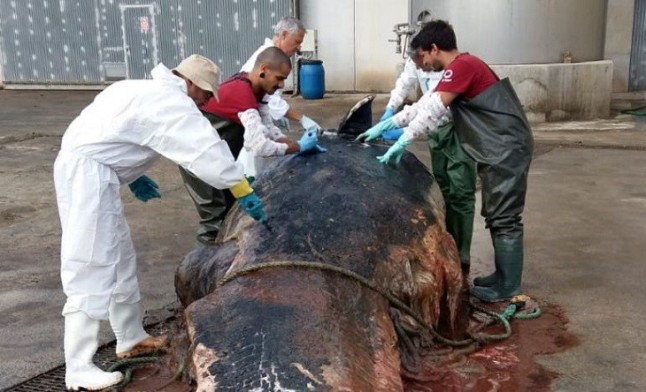 El cachalote hallado muerto a la deriva en Cartagena presentaba un traumatismo muy grave con fractura de columna