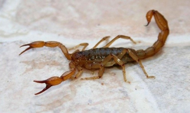 Argentina: Lo que hay que saber ante la presencia de alacranes en territorio bonaerense