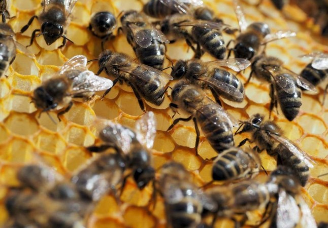 Científicos chilenos detectaron la presencia de pesticidas en miel de abejas