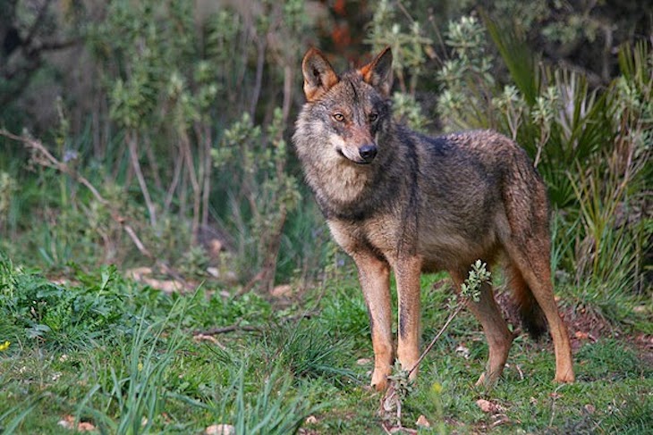Naturaleza. Los ganaderos se ‘rebelan’ ante el  posible ‘blindaje’ del lobo ibérico