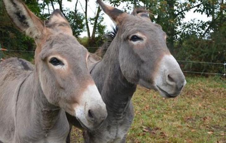 El estudio más completo del genoma del asno aporta nuevos datos sobre su historia evolutiva y la influencia de la selección sobre la pigmentación del pelaje