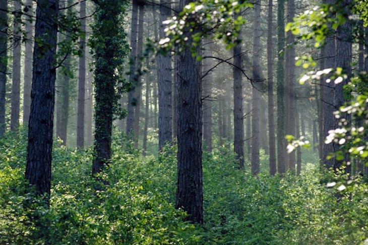 PEFC: 20 años cuidando de los bosques