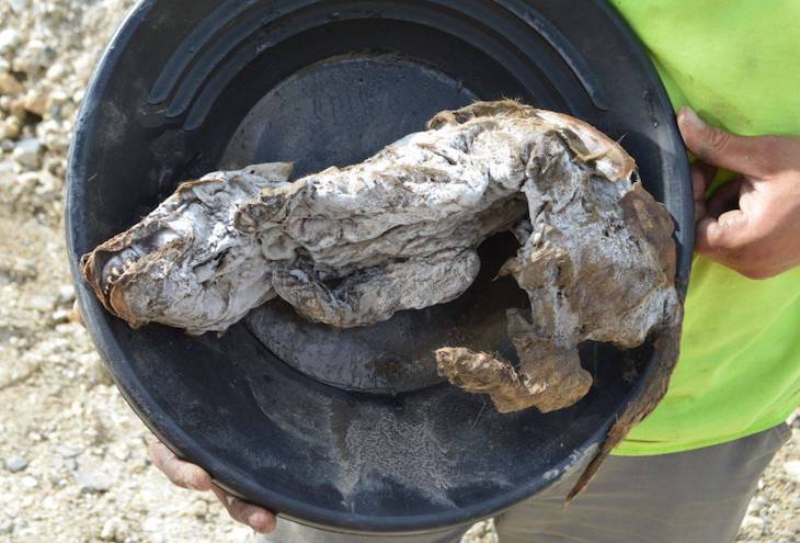 La momia de una cachorra de lobo aparece en el permafrost canadiense tras 57.000 años