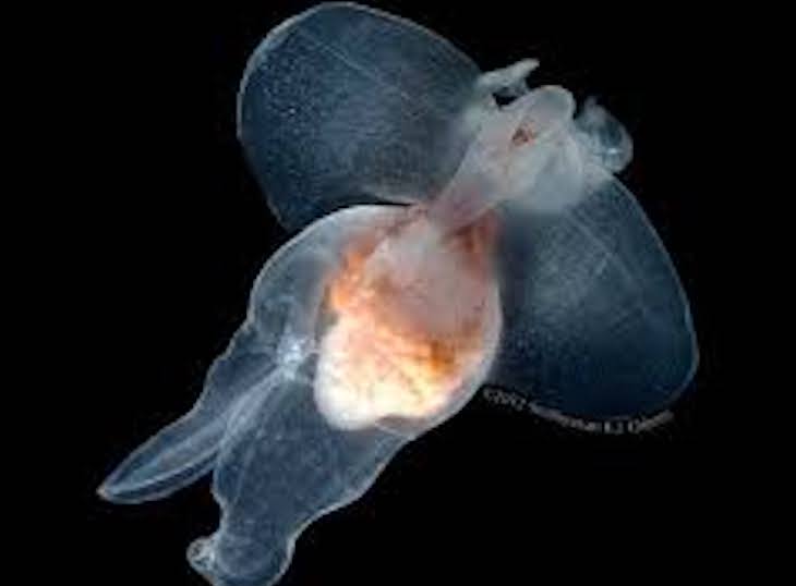 Delicadas criaturas marinas sobrevivieron a la última extinción en masa