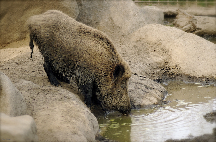 Alta prevalencia de rodenticidas anticoagulantes en jabalíes urbanos y periurbanos
