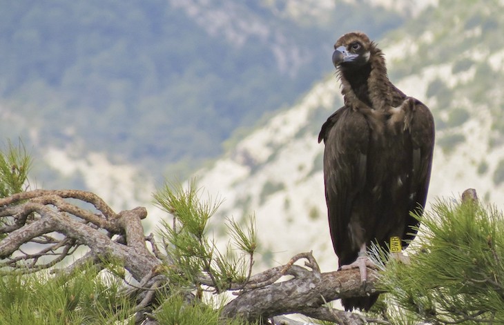 Un buitre negro de Pirineos