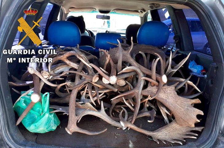 Roban cuernas de ciervo y gamo en fincas de Jaén