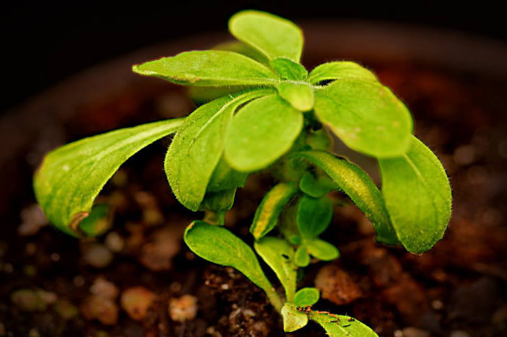 Consiguen generar luz sostenida en plantas vivas