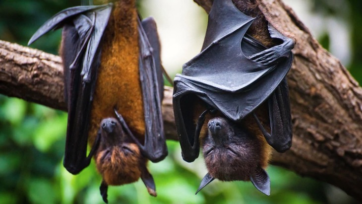 El ‘coronavirus’ NO se gestó en un laboratorio