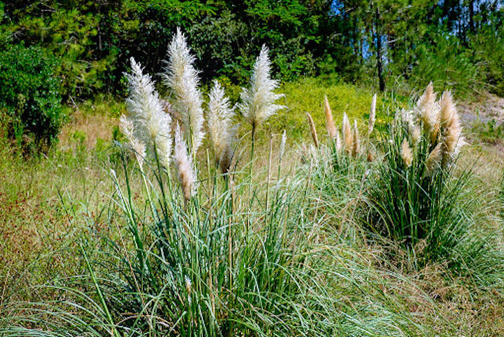 El proyecto Prats Nets dInvasores finaliza con el control de nueve especies en zonas húmedas