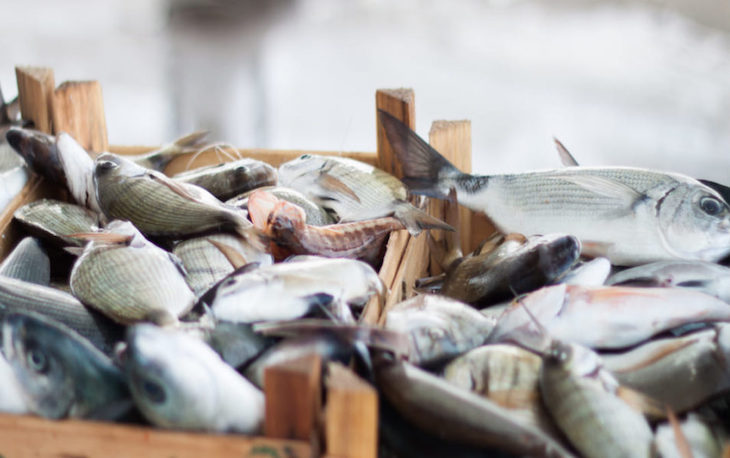 Baterías sostenibles a partir de residuos de pescado