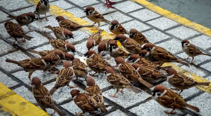 Medidas de convivencia con las aves urbanas
